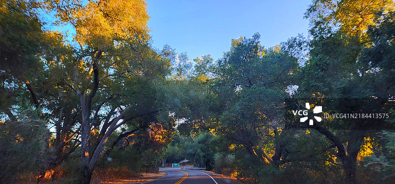 加利福尼亚州拉莫纳的秋季森林中的树木图片素材