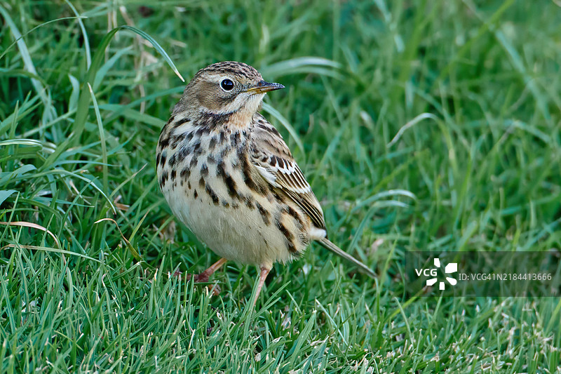 歌鸟栖息在草地上的特写镜头图片素材