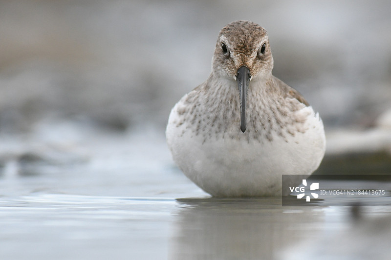 东京多摩河的冬季栖息的滨鹬图片素材