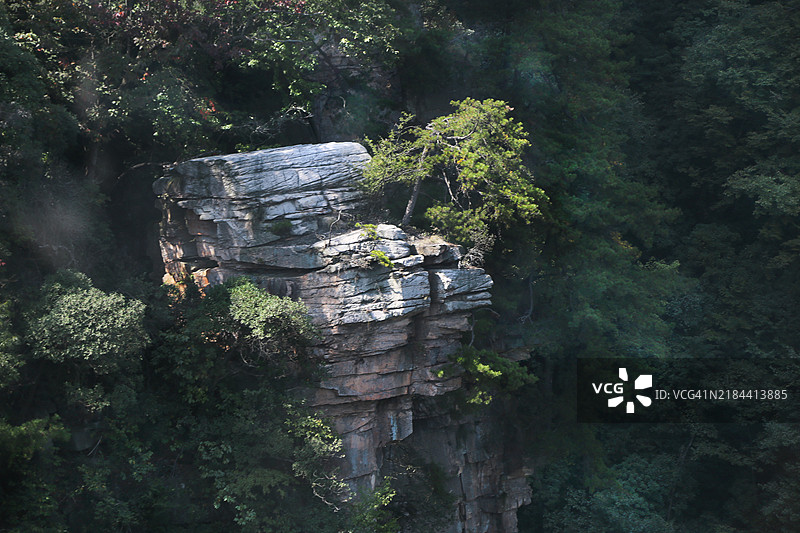 中国山西的森林中的树木和植物图片素材