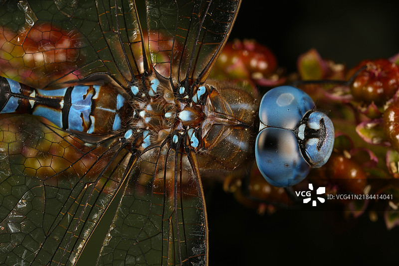昆虫特写，旧金山，加利福尼亚州，美国图片素材