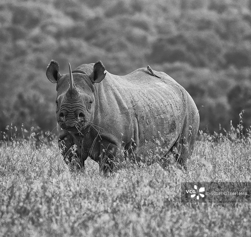 非洲黑犀牛濒危物种 - 黑白色图片素材