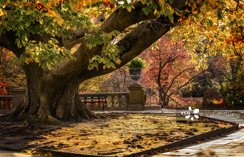 秋天的公园树木，老韦斯特伯里，纽约，美国图片素材