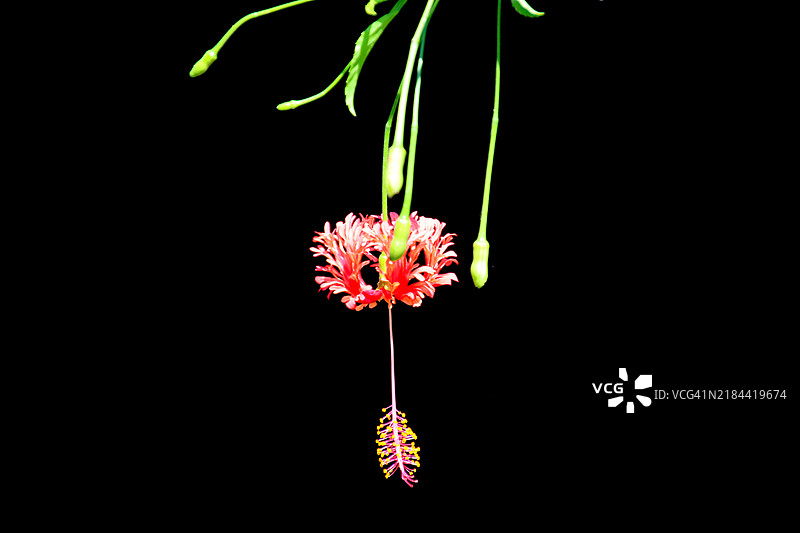 fringed rosemallow，也称为珊瑚木槿（Hibiscus schizopetalus）图片素材