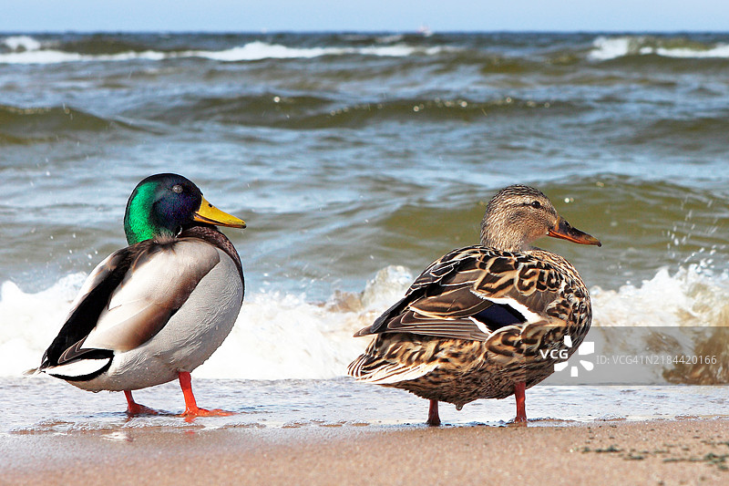 两只鸭子在海滩上图片素材