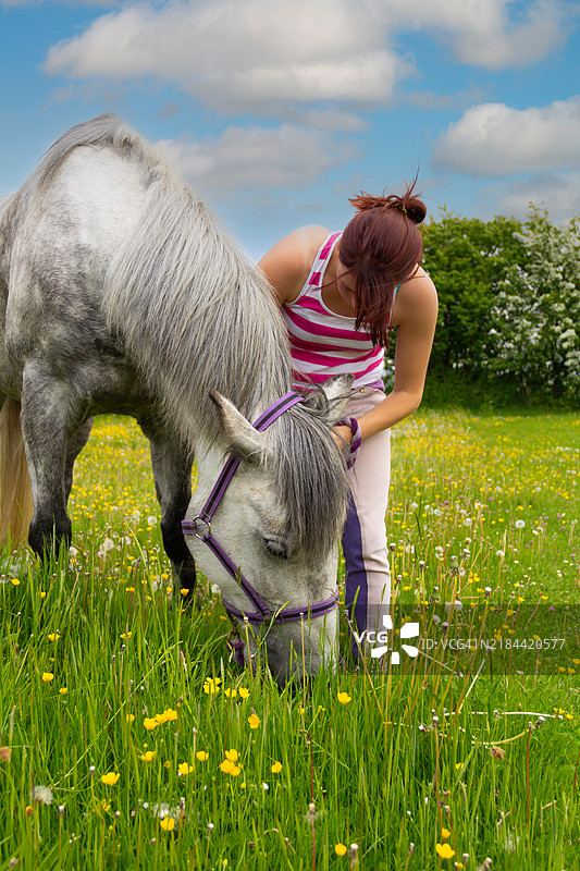 美丽的少女与她的野兽，灰色马和漂亮的少女在阳光明媚的夏日里享受着在马厩的时光。野花中洋溢着团结与爱。图片素材