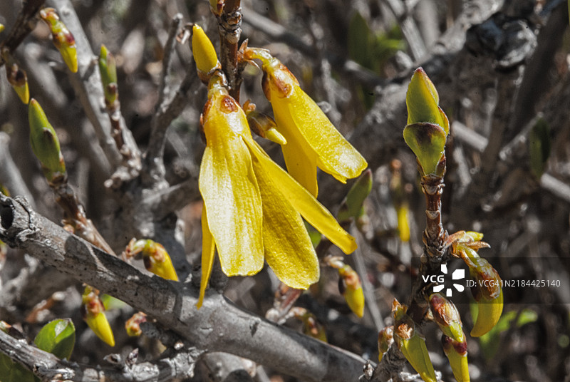 美丽的花朵图片素材