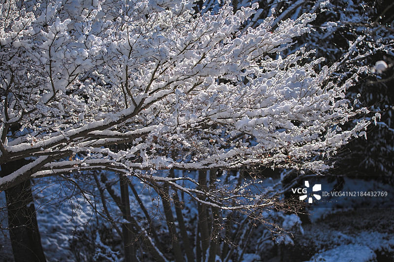 美丽的花朵图片素材