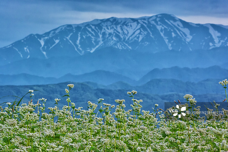 美丽的花朵图片素材