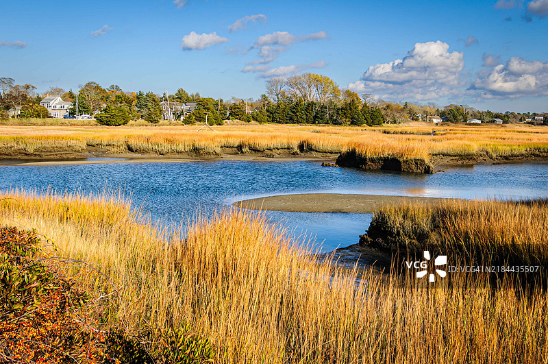 盐沼中的苦乐参半图片素材