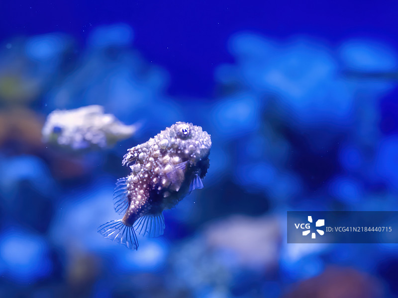 圆鳍鱼图片素材