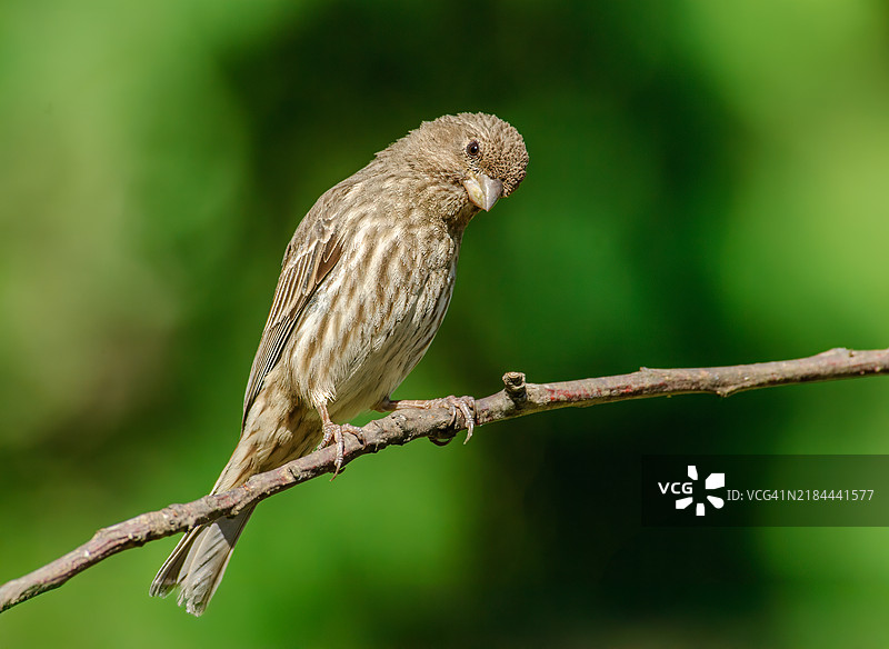树上的雌性屋雀图片素材