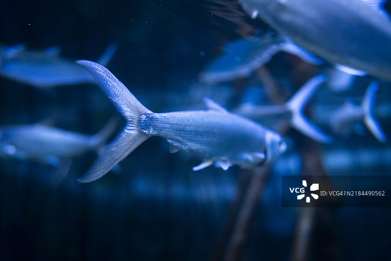 美丽的鱼尾在水族箱中游动，展示了复杂的鳍部细节和色彩，适合水生生物、自然和摄影爱好者。图片素材