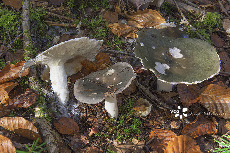 三朵大型的蓝绿乳菇在德国巴登-符腾堡州的森林秋叶间生长图片素材