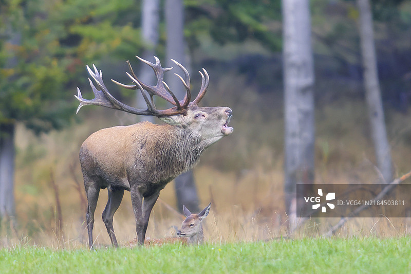 红鹿（Cervus elaphus）在季节，一只大型雄鹿在森林空地上咆哮，野生动物，索尔兰，北莱茵-威斯特法伦，德国，欧洲图片素材