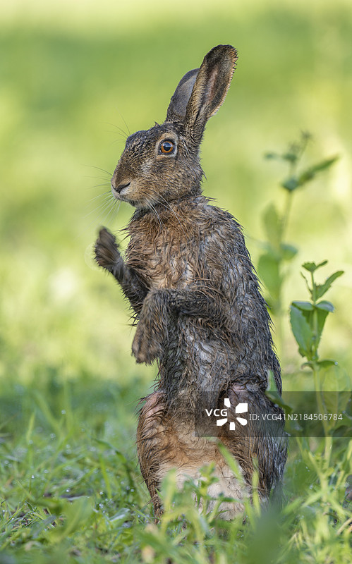 湿毛的欧洲野兔（Lepus europaeus）在田野中站立，野生动物，德国图林根，欧洲图片素材