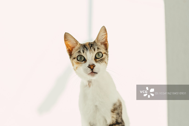 对白色背景上感兴趣的红白黑相间的猫图片素材