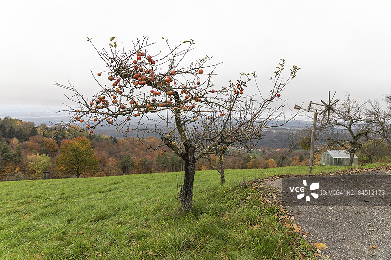 秋天的氛围，森林边缘的树叶变色，苹果树，克拉波特兹，南施蒂利亚版的稻草人，圣安德烈-赫赫，索萨尔葡萄酒产区，施蒂利亚，奥地利，欧洲图片素材