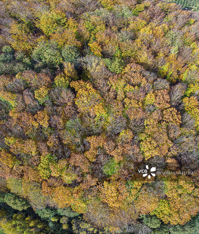秋天色彩的树木，秋季森林鸟瞰图，无人机照片，卡莱塔尔，利珀地区，北莱茵-威斯特法伦，德国，欧洲图片素材