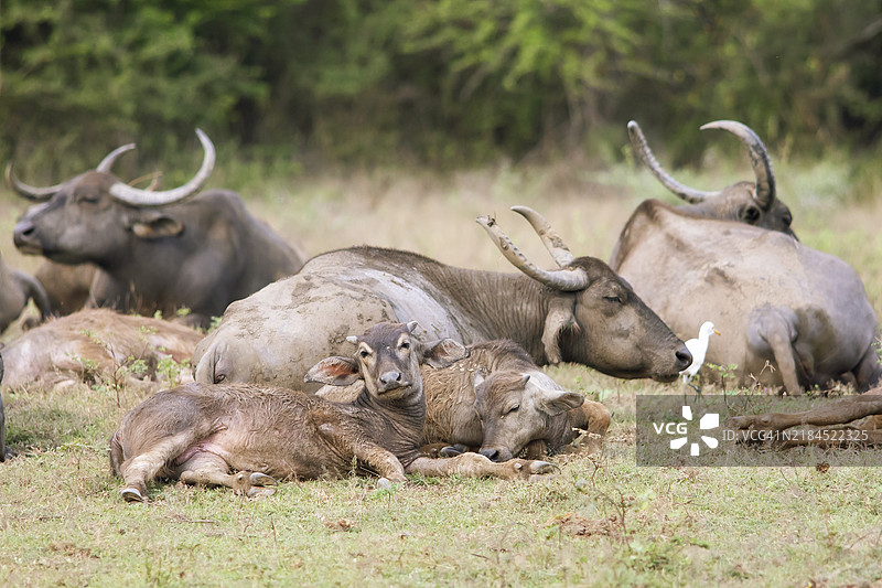 斯里兰卡南部省雅拉国家公园的水牛（Bubalus arnee）图片素材