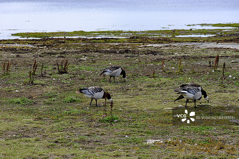 白额雁在瑞典卡尔马省厄尔兰岛奥滕比自然保护区南端的波罗的海海岸的海草滩上。图片素材