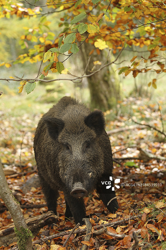 五彩斑斓的秋季森林中的野猪（Sus scrofa），德国巴伐利亚州阿尔高地区，欧洲图片素材