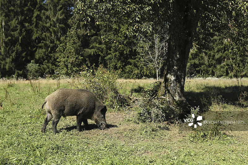 梨树下的野猪（Sus scrofa），位于德国巴伐利亚的阿尔高果园，欧洲图片素材