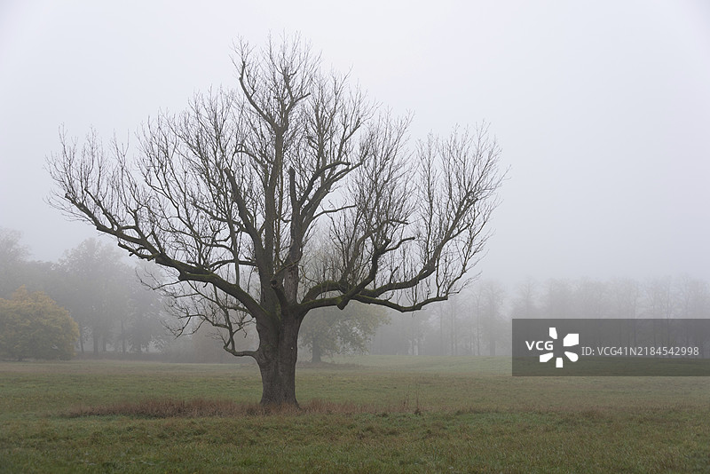 一棵光秃秃的树木在雾气弥漫的草地上营造出神秘的氛围，德国萨克森-安哈尔特州马格德堡，欧洲图片素材