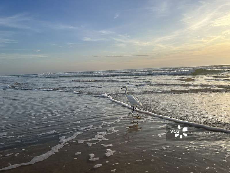 白鹭在黎明时分的海浪中行走，头顶是粉色的天空。图片素材