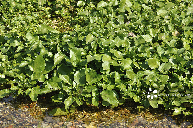 维尔勒-莱-罗兹的水田芥图片素材