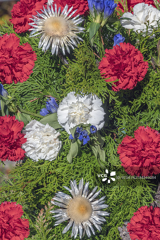 康乃馨（Dianthus）、银蓟（Carlina acaulis）和龙胆（Gentiana），德国巴伐利亚阿尔高地区，欧洲图片素材