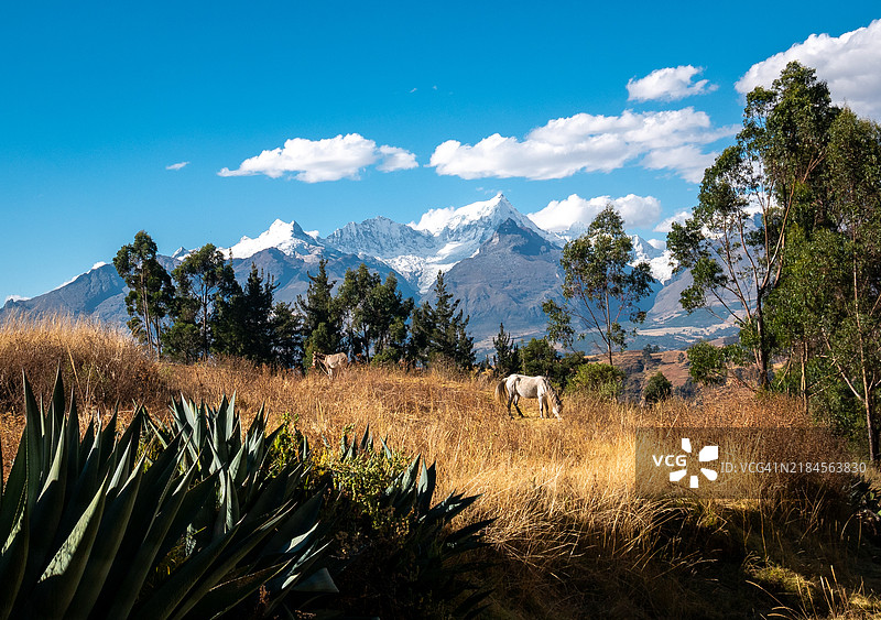 在秘鲁华拉斯的阳光明媚的日子里，白马在一个僻静的田野中，远处可见白色和黑色的山脉。图片素材