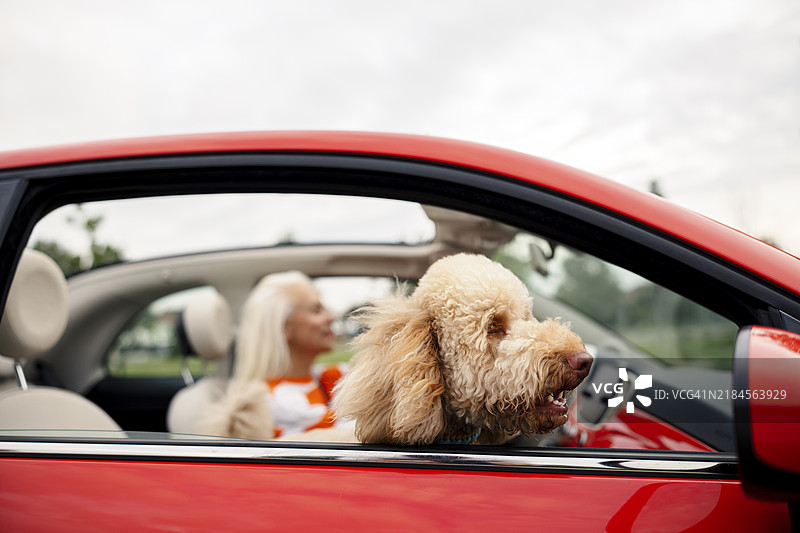中年女性和她的贵宾犬一起坐在敞篷车里，正在旅行度假。狗狗在车里，透过车窗向外张望。快乐的狗狗享受生活，体验冒险。图片素材