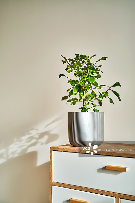 阳光明媚的天气里，梳妆台上放着一盆灰色花盆的室内植物。图片素材