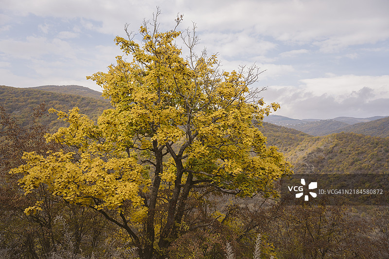 美丽的秋季乡村风景：黄色的枫树和山丘图片素材