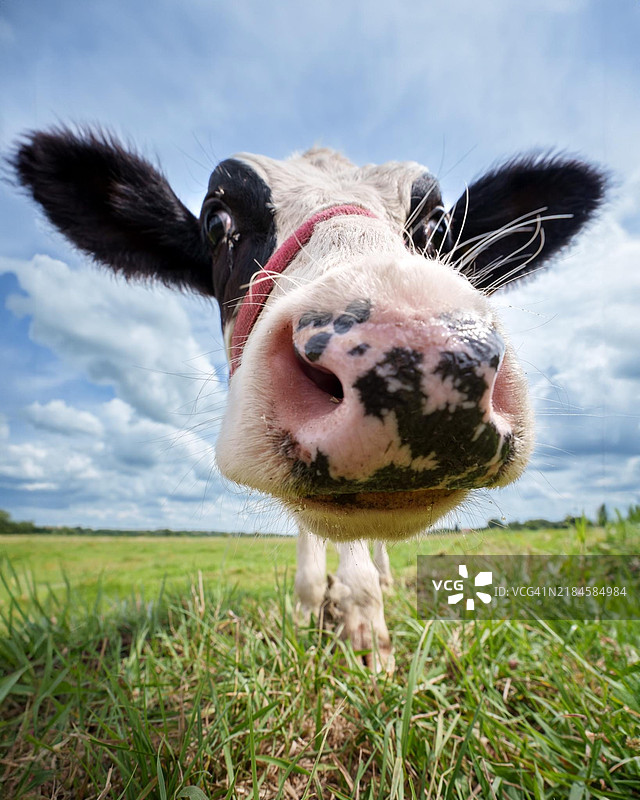印度田野上天空背景下的牛特写肖像图片素材