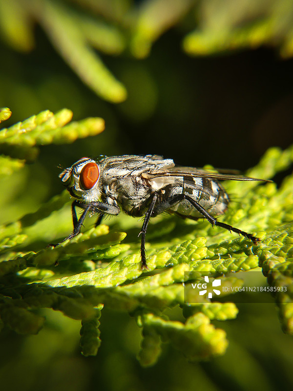 植物上的昆虫特写图片素材