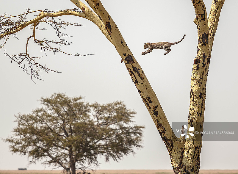 低角度视图的猎豹在树上与天空相对图片素材