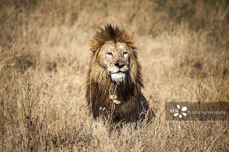 草原上的老国王图片素材