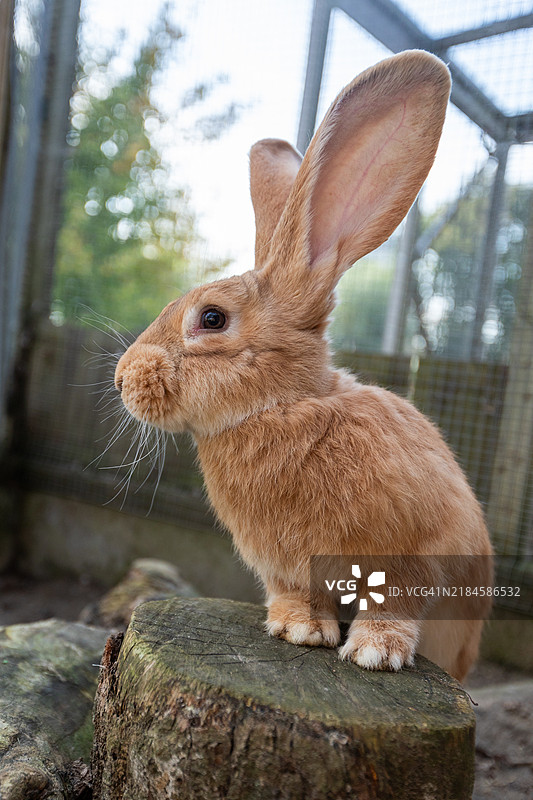 兔子的特写镜头图片素材