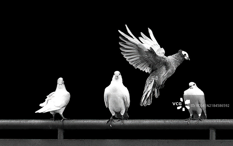 鸟儿栖息在栏杆上的特写，背景为黑色图片素材
