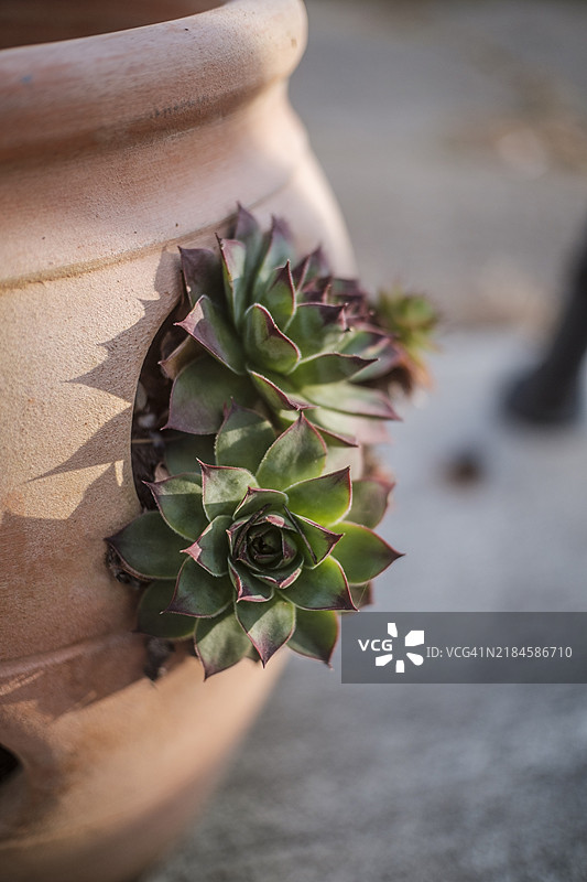 多汁植物的特写，纽约州宾汉姆顿，美国图片素材