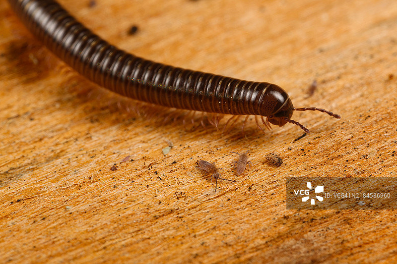 木头上的昆虫特写，旧金山，加利福尼亚州，美国图片素材