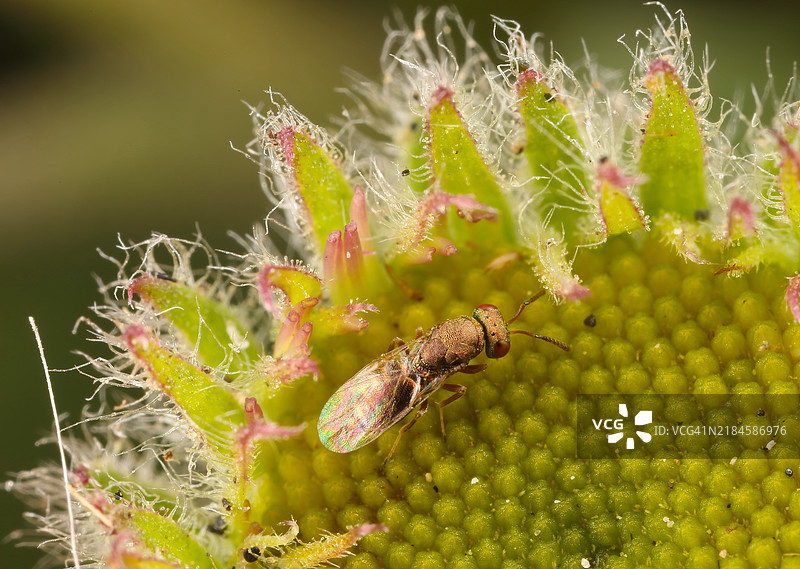 花朵上的昆虫特写，旧金山，加利福尼亚州，美国图片素材