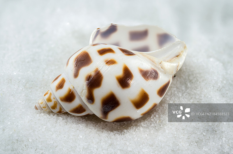A close-up of a Leopard Volute shell on a white sand,Odessa,Odesskaya,Ukraine图片素材