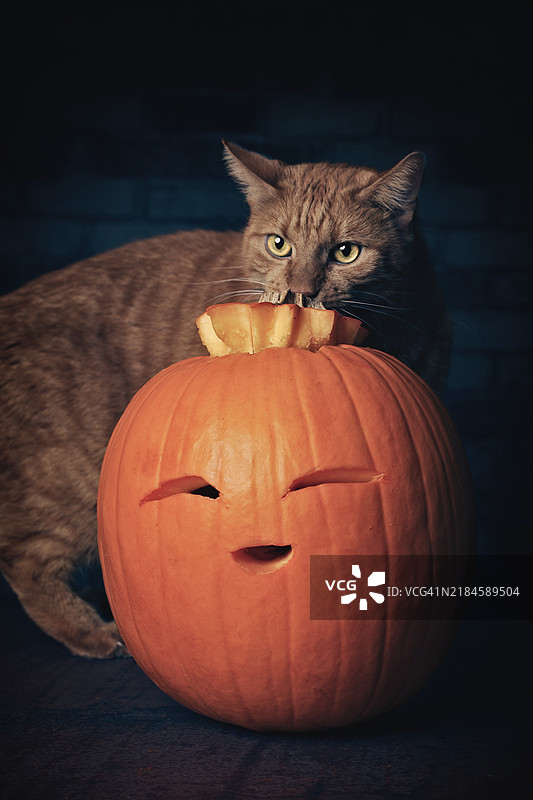 搞笑的红猫在黑色背景下研究橙色南瓜，德国图片素材