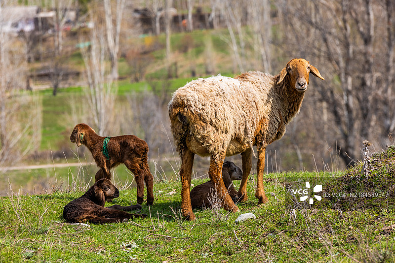 阳光明媚的春天，黄色草地上的羊和小羊图片素材