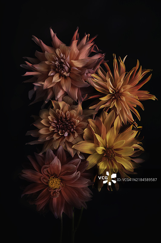 黑色背景下的花朵特写， 美国， 美国图片素材