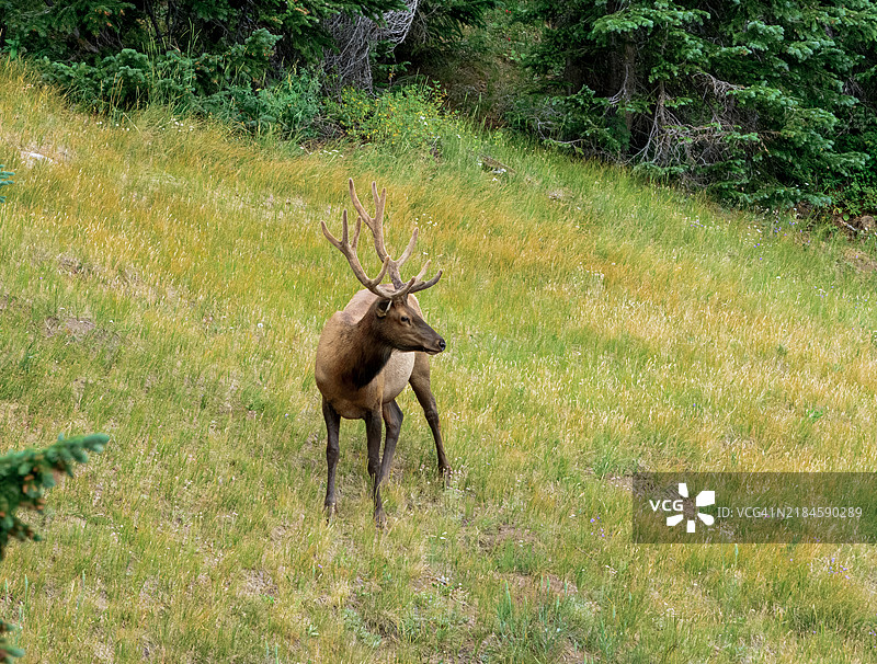 高角度视图的麋鹿站在科罗拉多州的草地上，美国图片素材