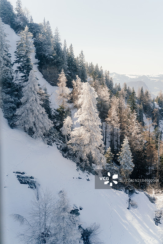 冬季山上的冰冻松树图片素材